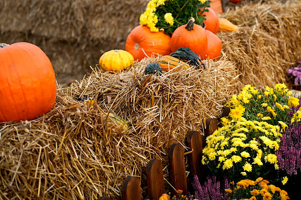 istock Pumpkins laid in straw, an autumn landscape. 2244987431