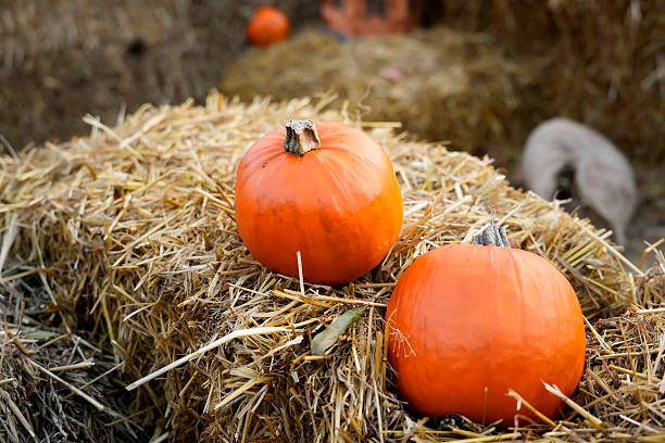 istock Pumpkins laid in straw, an autumn landscape. 2244987546
