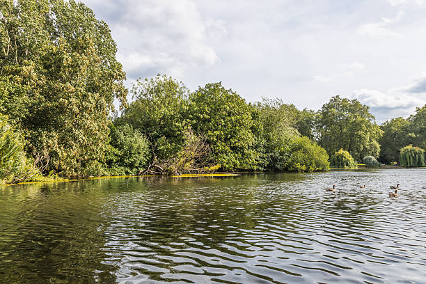 istock Tranquil lake with ducks, lush trees, and soft clouds in a peaceful park landscape 2244987694