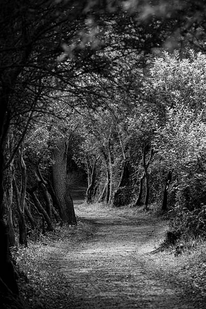 A monochrome image captures a quiet forest path framed by arching trees and soft light filtering through the foliage. The play of light and shadow creates a mysterious and tranquil mood, emphasizing the timeless beauty of nature.