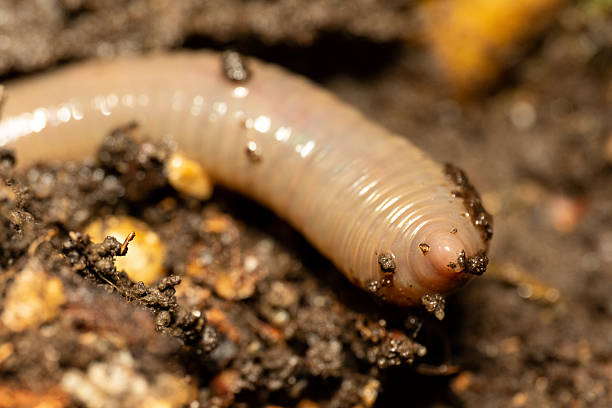 Close up of an earthworm crawling in potting soil.