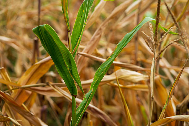 A cornfield with tall green and golden stalks swaying under the summer sun. The plants show signs of maturity, marking the approach of harvest season.