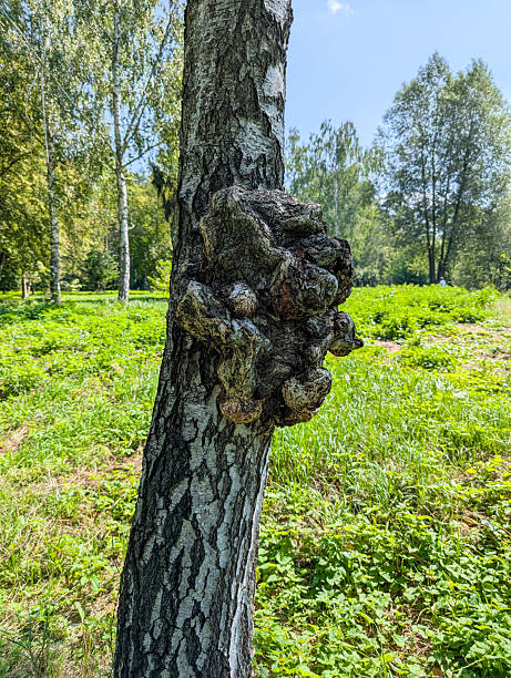 Natural birch burl on a tree trunk in the forest