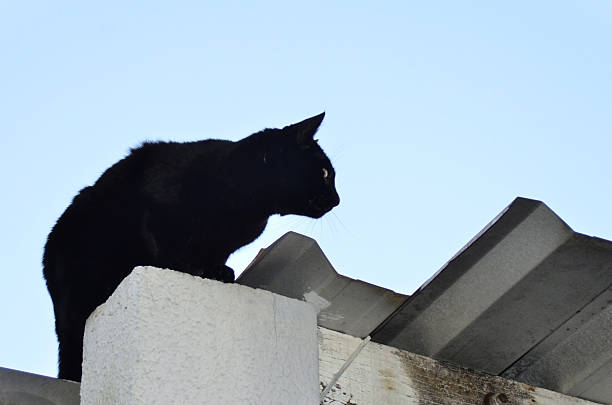A one-eyed black cat is climbing onto the roof wall.