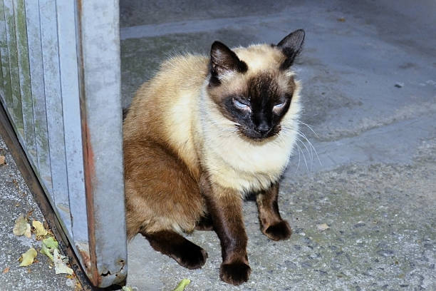 A Siamese cat with bright blue eyes at the gate.