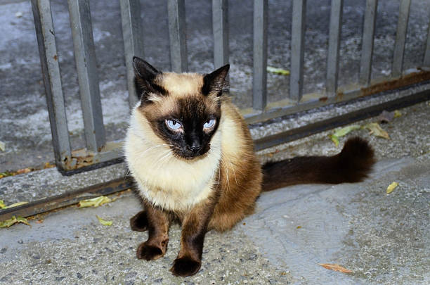 A Siamese cat with bright blue eyes at the gate.