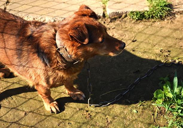A red dog with a collar in the yard