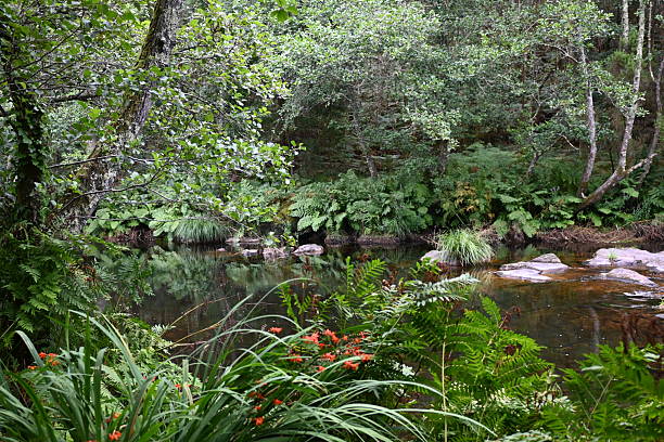 istock Calm forest river amidst green nature 2244998594