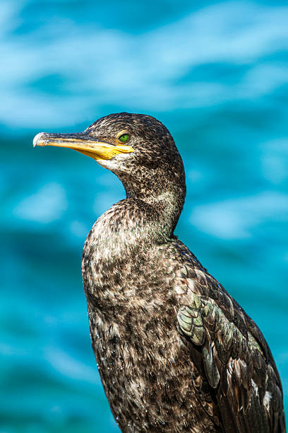istock Cormorant with bright green eye against blue water 2244999565