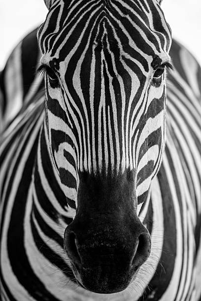 istock Zebra close up portrait showing unique black and white stripes 2244999566