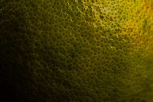 Macro Citrus Fruit Peel Pitted Skin Texture