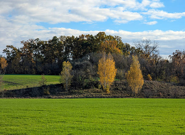 istock Green field and yellow autumn trees on a clear day 2244999959