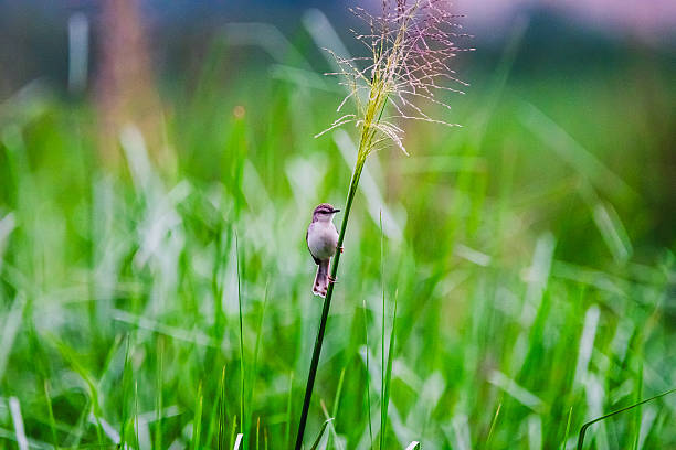 A tiny Australian Masked Lapwing (Vanellus miles) chick on a green adventure in Sydney, NSW, Australia (Photo by Tara Chand Malhotra)