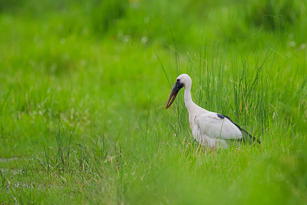istock Asian openbill stork standing in green wetland grass 2245000926