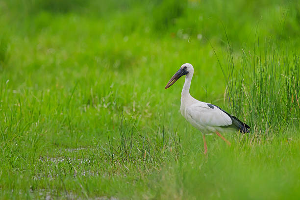 istock Asian openbill stork standing in green wetland grass 2245000927
