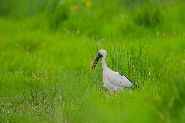 istock Asian openbill stork standing in green wetland grass 2245000930