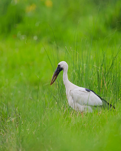 istock Asian openbill stork standing in green wetland grass 2245000931