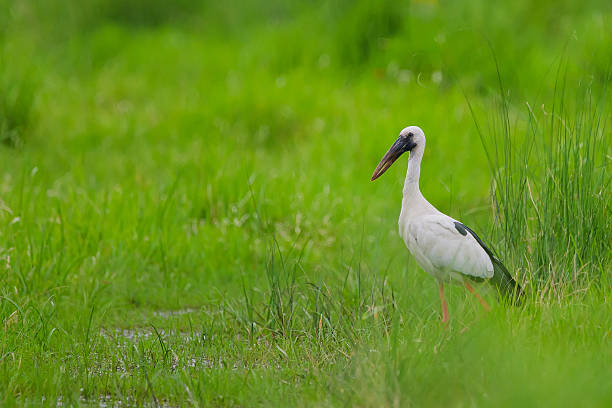 istock Asian openbill stork standing in green wetland grass 2245000936