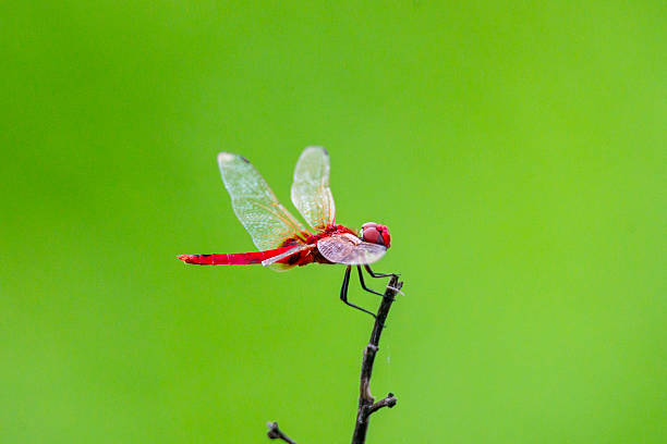 A red dragonfly rests on the tip of a small branch against a smooth green background in New Town, West Bengal, India. The macro style image highlights the insect’s wings and body in a natural outdoor habitat.