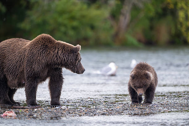 istock Alaskan brown bear sow and cub standing at Brooks River on a rainy day 2245001066