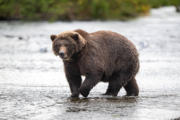 istock Alaskan brown bear standing in Brooks River 2245001086