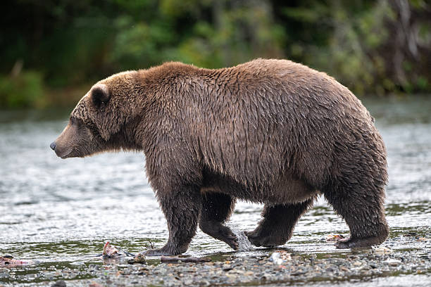 istock Alaskan brown bear standing in Brooks River 2245001092