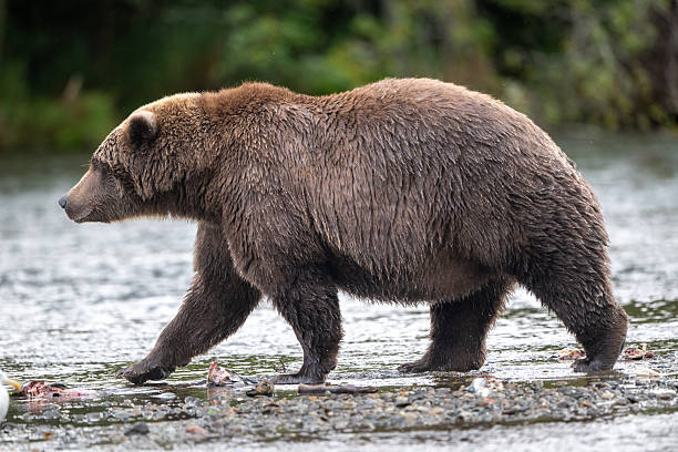 Alaskan brown bear standing in Brooks River