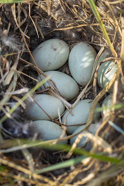 istock Bird nest of a duck with eggs 2245001111