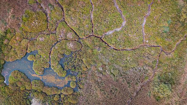 istock Aerial view shows intricate patterns of green marshland and winding river channels, highlighting the vulnerable ecosystem and environmental health in Medas Islands 2245003208