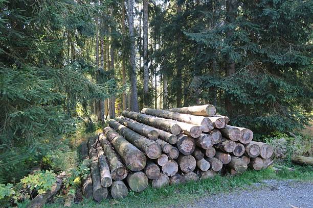 A stack of wood is placed near a hiking trail between pine trees in Oberstaufen. It's on the Imbergkamm in the Allgäu Alps in Bavaria. It's a sunny fall day.