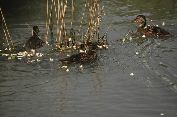 Ducks swim gracefully in a tranquil pond, with soft ripples on the water. Surrounding reeds and scattered flowers create a peaceful atmosphere in the late afternoon.