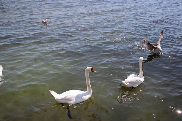 Several white swans floating together on calm sea water with sunlight reflections creating peaceful natural scene.