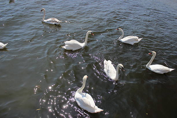 istock Group of white swans swimming on sea water under sunlight 2245004843