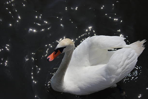 Closeup of elegant white swan gliding on calm sea water in sunlight creating peaceful natural scene.