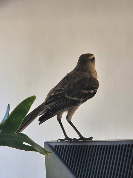 istock lark perched on the office monitor 2245005067