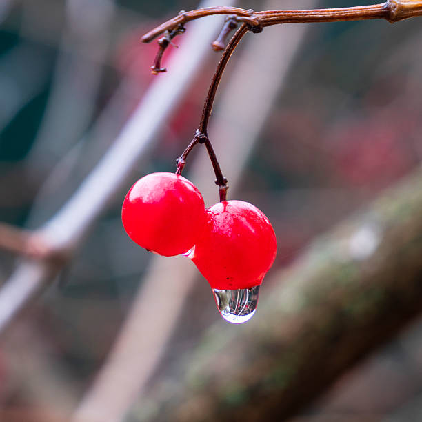 This is either morning dew or the remnants of rain.