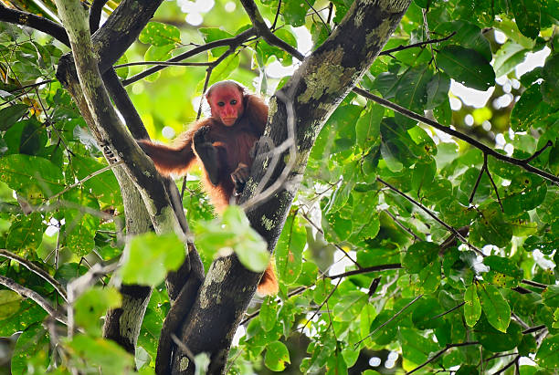 istock Vulnerable Bald Uakari monkey showing its large foot while resting in a tree 2245005138