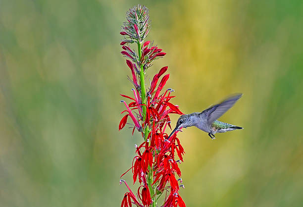 A female ruby-throated hummingbird hovers delicately at a bright red cardinal flower, her green back shimmering in the sunlight. Her slender beak probes the tubular blossom for nectar, wings a blur of rapid motion, capturing a fleeting moment of grace and vibrant color in the garden.