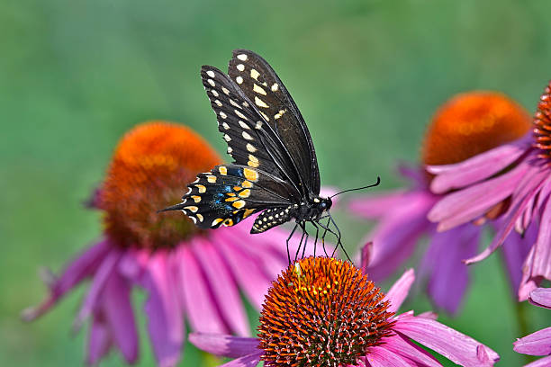 A black swallowtail butterfly rests gracefully on a vibrant purple echinacea flower, its velvety black wings adorned with splashes of yellow and blue. The butterfly’s delicate proboscis reaches into the flower’s spiky orange cone, sipping nectar as sunlight highlights every shimmering detail. It’s a perfect moment of color and balance in a summer garden.