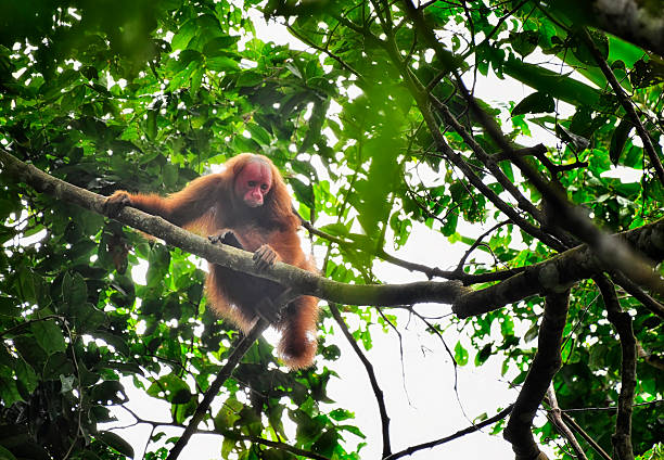 Backlit by the warm glow of the sun, a vulnerable bald uakari monkey perches gracefully in the branches of a Peruvian rainforest tree. The sunlight filters through the leaves, casting a soft halo around its striking red face and pale fur. Silhouetted against the golden sky, the monkey’s quiet presence feels both powerful and fragile—a luminous symbol of resilience amid the fading wild areas of the rainforest.