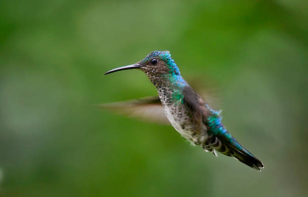 Female white necked Jacobin hummingbird in flight