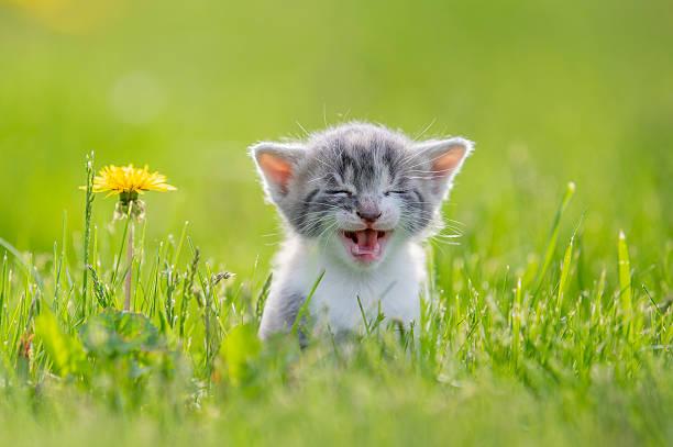 istock Adorable Grinning Kitten Poses In Fresh Green Grass On Sunny Day 2245005410