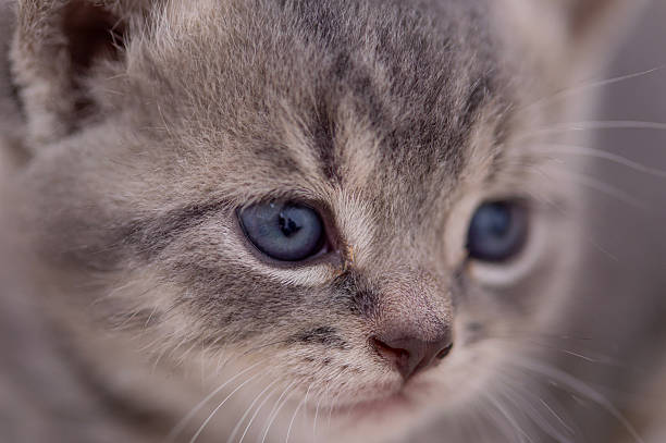 A tender close-up portrait of a gray tabby kitten with striking blue eyes. Soft lighting and shallow depth of field emphasize whiskers and delicate fur, inviting warm, cozy, and playful feelings.