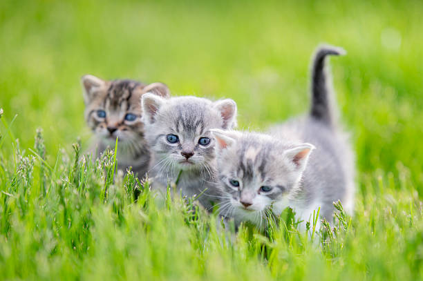 istock Adorable Kittens Exploring Green Grass: Playful Trio Outdoors in Bright Natural Light 2245005447