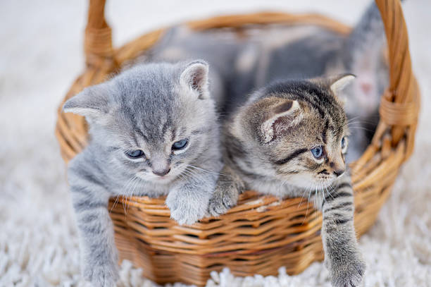 Two adorable kittens share a wicker basket, gray and tabby coats, and blue eyes. A warm, cozy domestic moment that conveys companionship, playfulness, and gentle curiosity in a home setting.