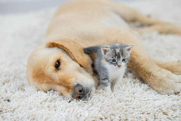 istock Golden Retriever And Kitten Rest On Soft Rug, Creating A Heartwarming Bond Between Pets 2245005596