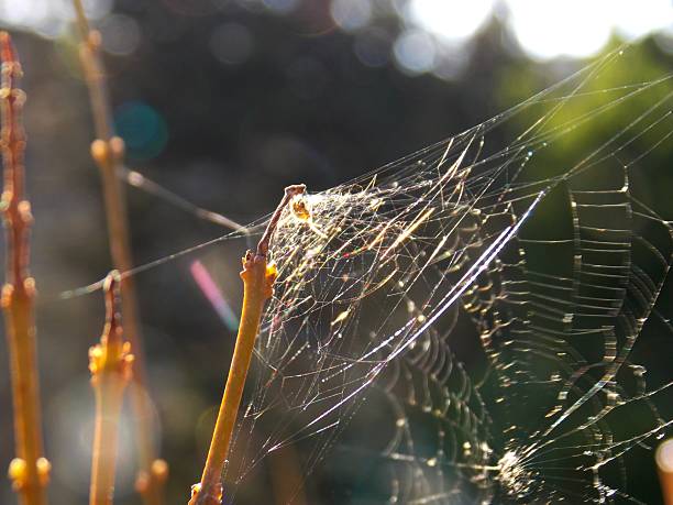 spider webs on a dry branch