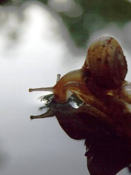 istock small brown snail in the water 2245005661