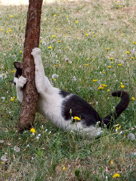 The cat hugged a small tree trunk