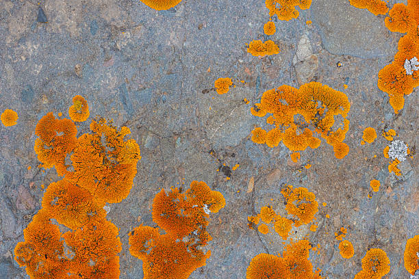 Numerous lichen species thrive on a rugged rock surface in an outdoor setting. Daytime sunlight enhances the vibrant colors and textures of this natural scene.